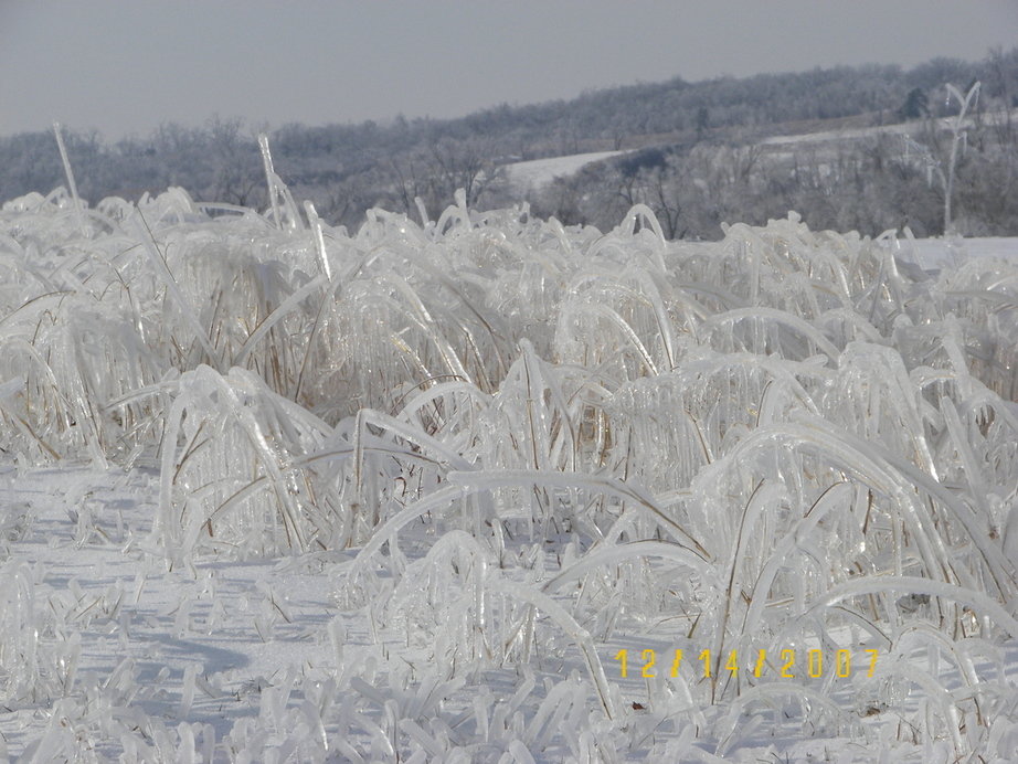 Oregon, MO: Frozen grass at the edge of town