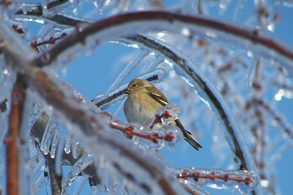 Oregon, MO: golden finch in Maple tree