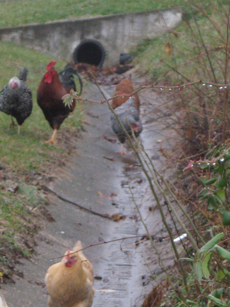 Martinsville, IN: chickens running loose on morgan street