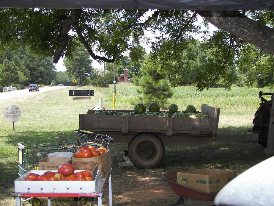 Norlina, NC Local farmers that grow the famous sweet cantelopes in
