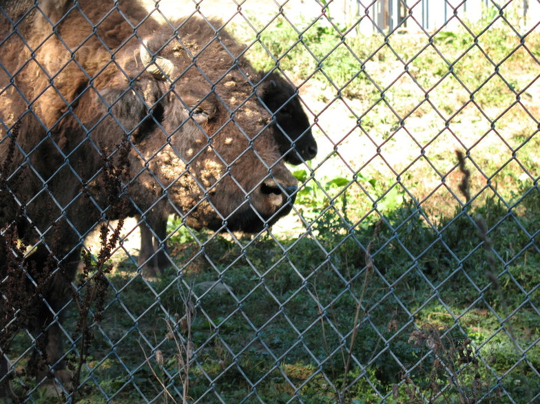 South Park Township, PA: buffalo in South Park, PA