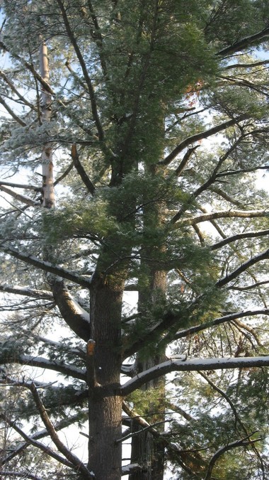 Thurman, NY: A pine Tree on our Tree Farm