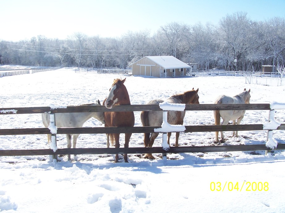 Anna, TX: Western Winter in Anna exas
