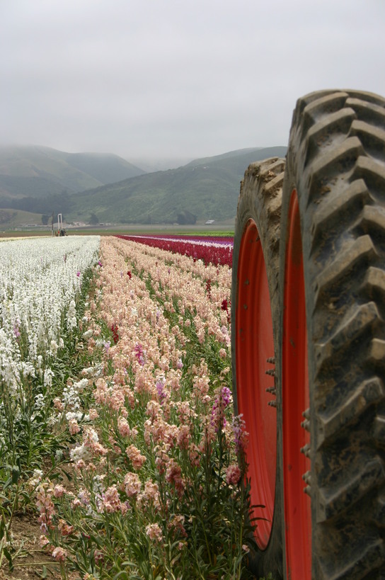 Lompoc, CA: Flower fields tractor vi