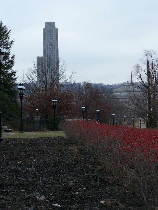 Oakland, PA: Winter day. View of the Cathedral of Learning from Phipps Conservatory.