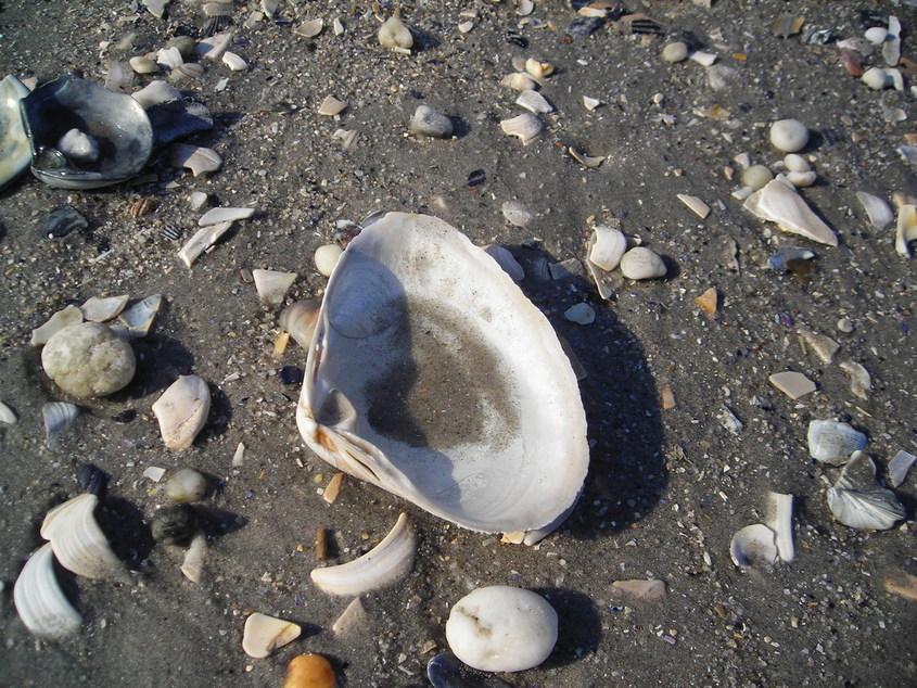 Atlantic City, NJ: The A.C. beach in winter