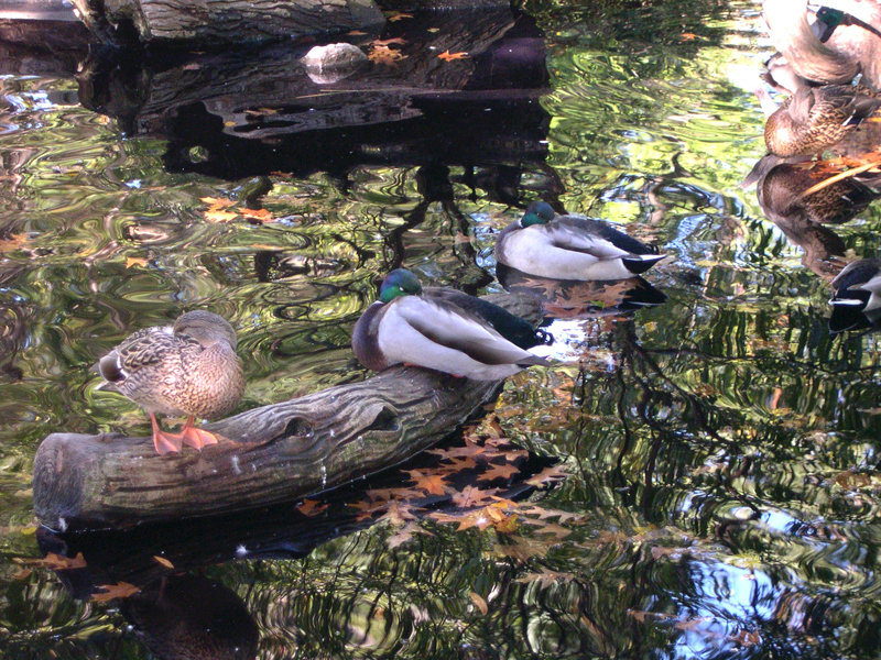 Washington, DC: ducks resting at National Zoo, Washington DC