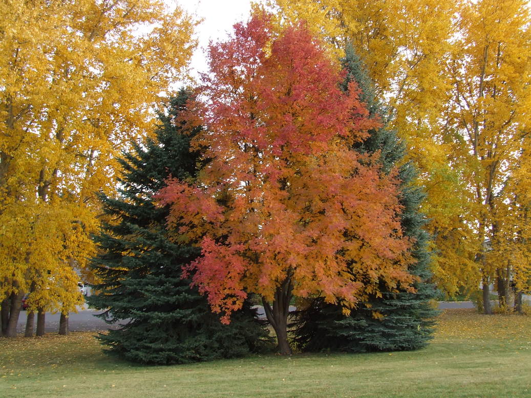 Kalispell, MT: Fall 2007; picture of Northridge Park in Northridge Heights Subdivision in Kalispell City Limits.