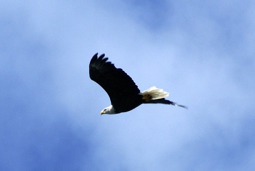 Newport, VT: Bald eagle captured on the bike path in Newport 9/07