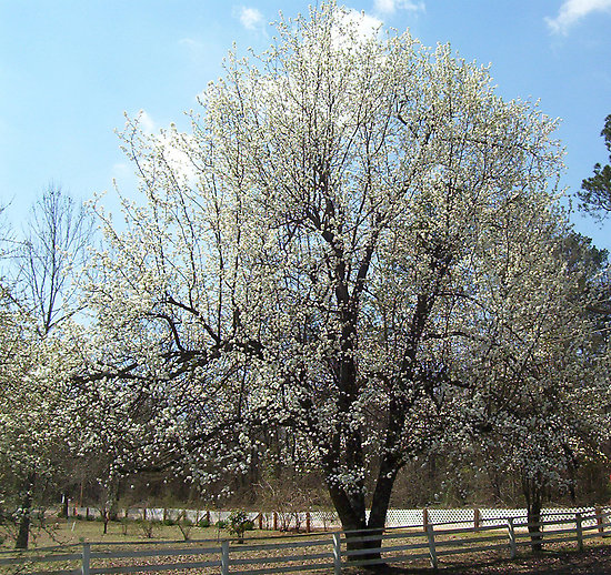 Foreman, AR: A Pear Tree out on county Road 157