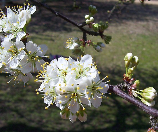 Foreman, AR: Plum Beautiful ~ A plum tree from Foreman Revival Church lawn