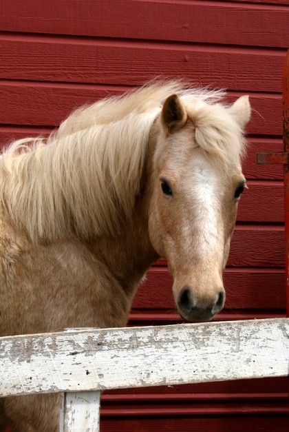 McCurtain, OK: Palomino Pony