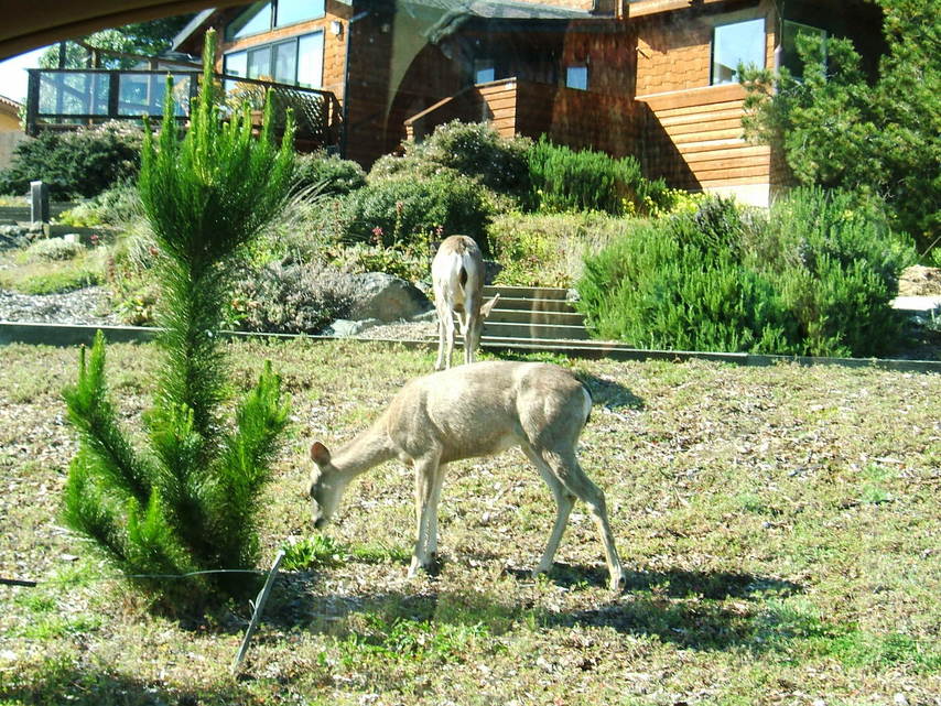 Cambria, CA: Deer in yard