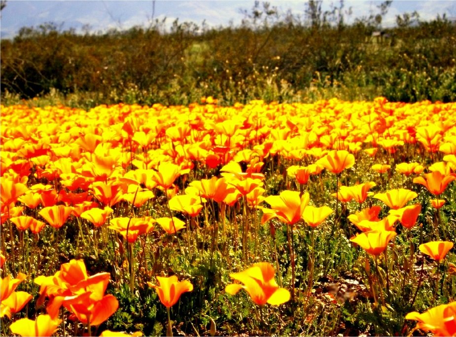 Golden Valley, AZ: Golden Valley Poppies