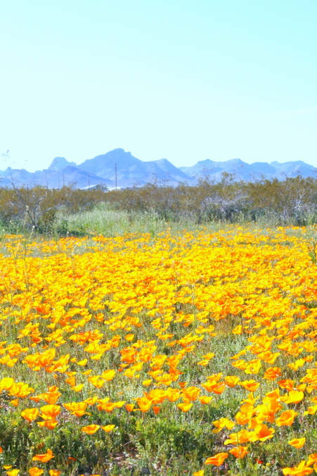 Golden Valley, AZ: Golden Valley Poppies