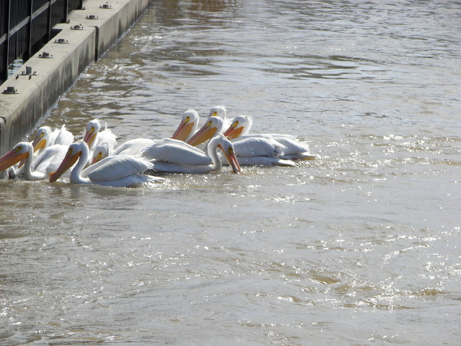 Poydras, LA: Carnarva canal, pelicans feed on fish here