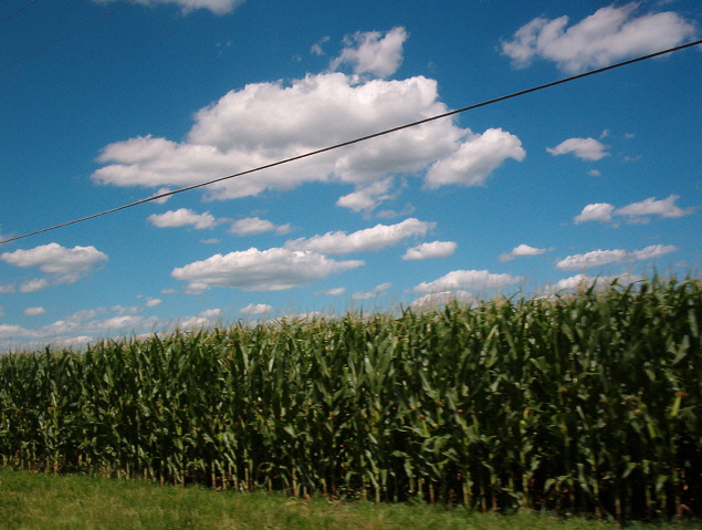 Cullom, IL: corn field