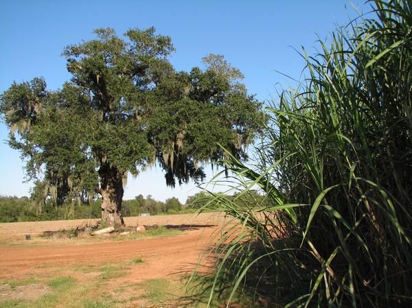 North Vacherie, LA: Sugar Cane