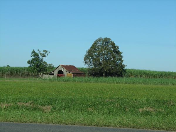 North Vacherie, LA: Old Barn and Sugar Cane