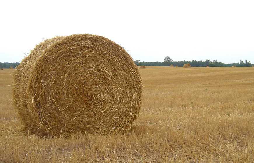 Hillman, MI: Hillman hay field