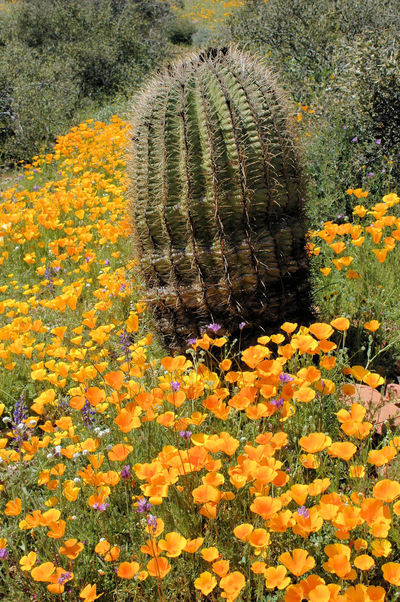 Tonto Basin, AZ: Springtime at Tonto National Monument
