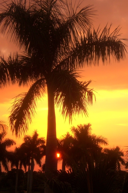 Fort Lauderdale, FL: Palm Tress