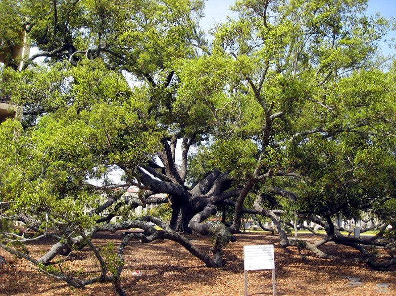 Long Beach, MS: This is the Friendship Oak at the University of Southern Mississippi Gulf Park campus. It is 500+ years old!