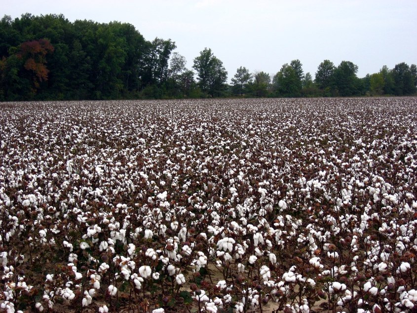 Howardville, MO: A Beautiful cotton field in Howardville, MO!