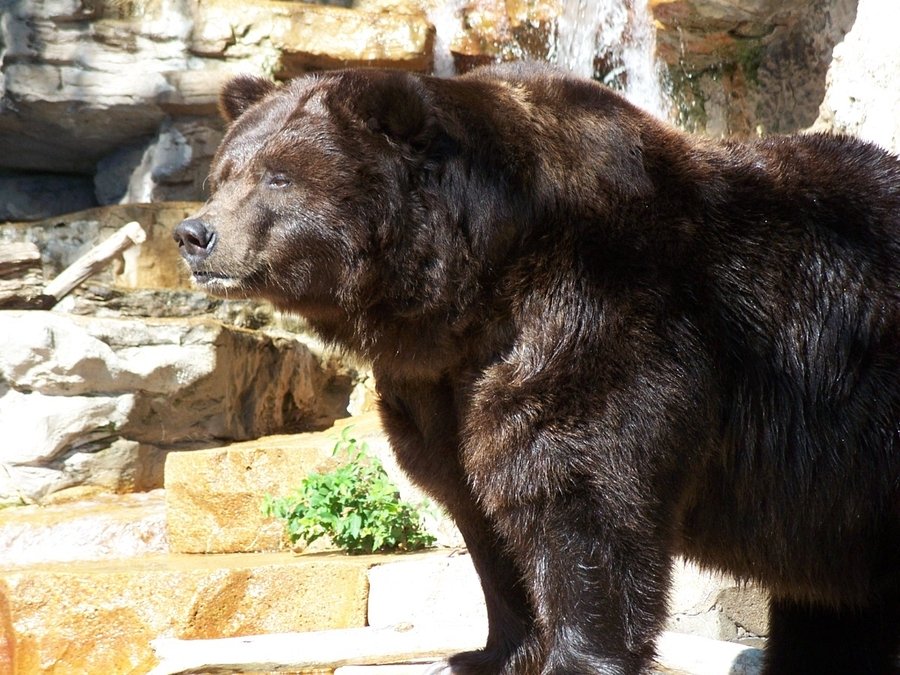 St. Louis, MO: ST Louis Zoo - Grizzly Bear