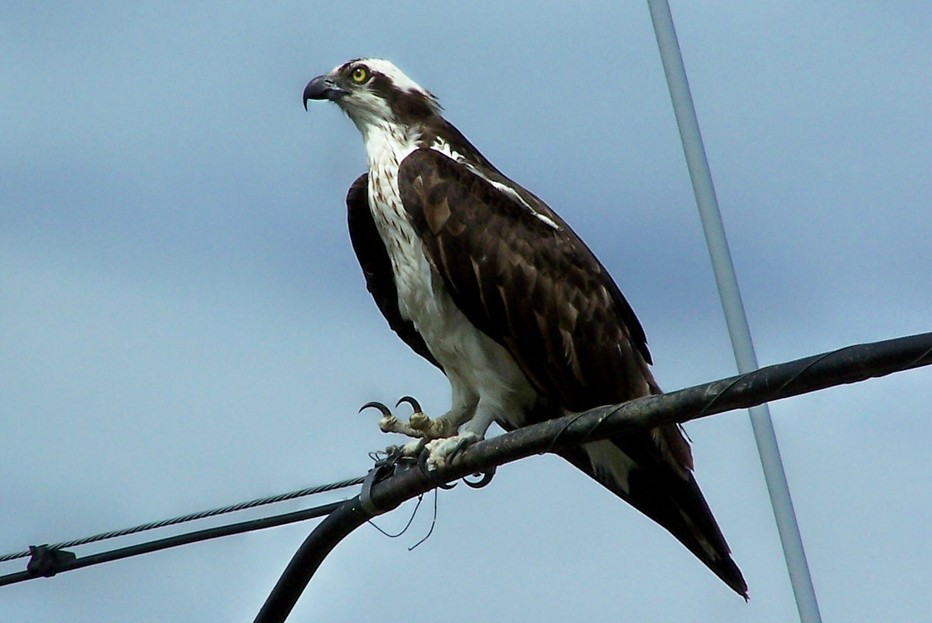 Deal Island, MD: An osprey sitting on the telephone wire by the side on Deal Isalnd Road, approaching Chance.