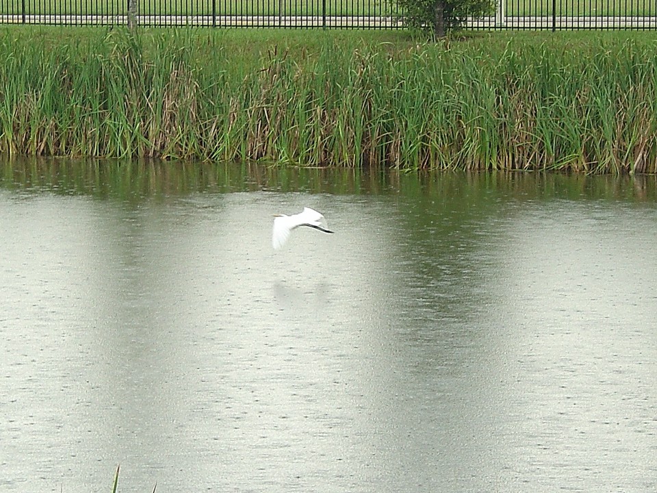 Orange Park, FL: Picture taken at a pond on Fleming Island