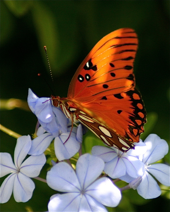 Grand Isle, LA: Butterfly on Wildflowers at Grand Isle State Park
