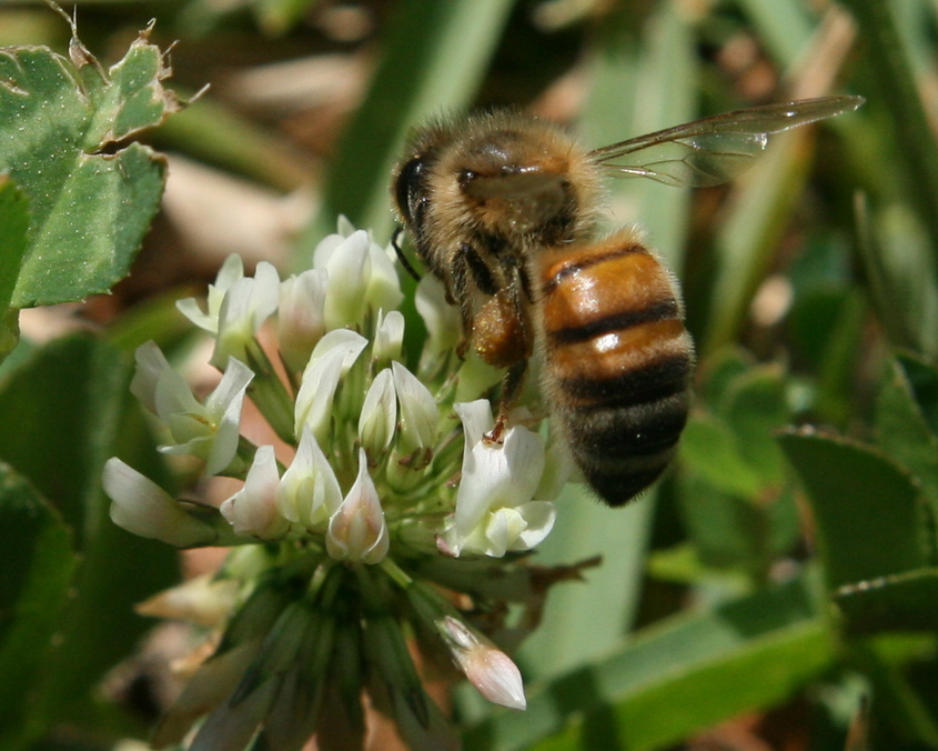 Bossier City, LA: Bee on Clover