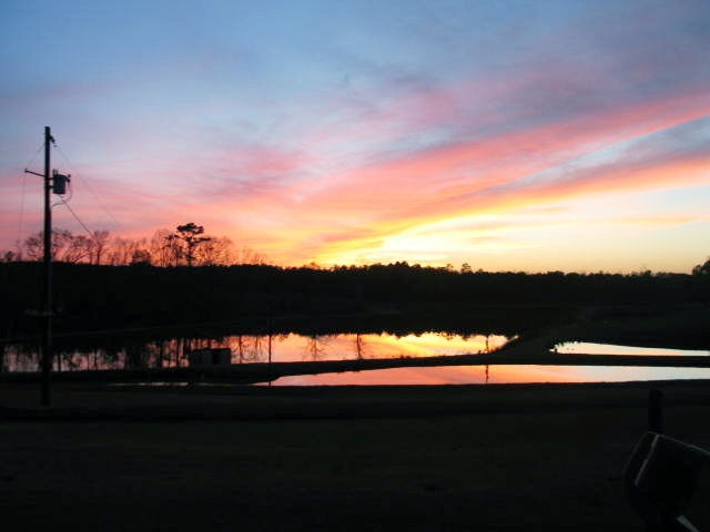 Camden, AL: Bald Eagle, snapshot ten miles out of Camden on rural farm