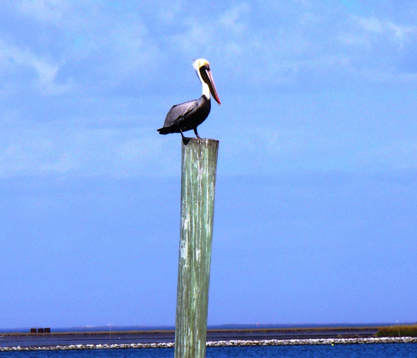 Grand Isle, LA: PELICAN ON A POST AT THE CANAL ENTRANCE TO PELICAN POINTE