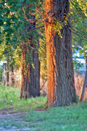 Lamar, CO: Trees by the Cemetary