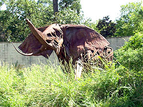 Houston, TX: Elephant at the Back Entrance to the Zoo