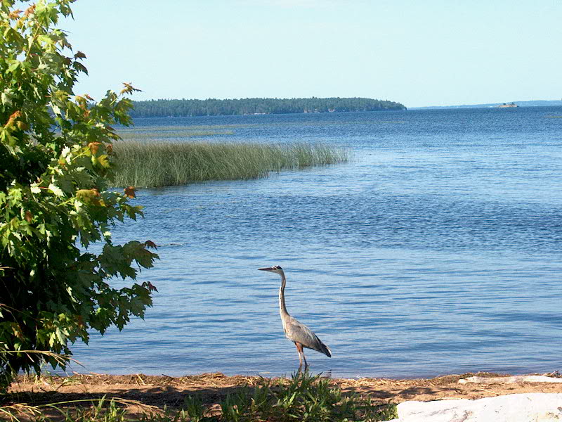 Plattsburgh, NY: great blue heron, AuSable Point