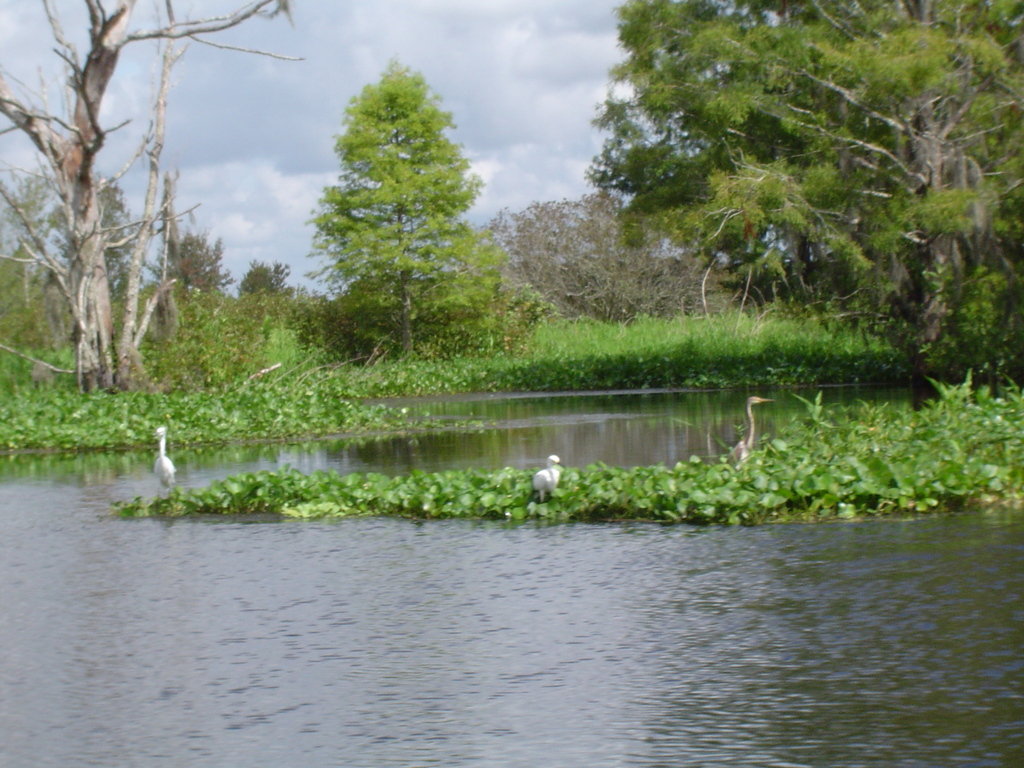 Lake Panasoffkee, FL: Withlacoochee River Lake Panasoffkee, Fl