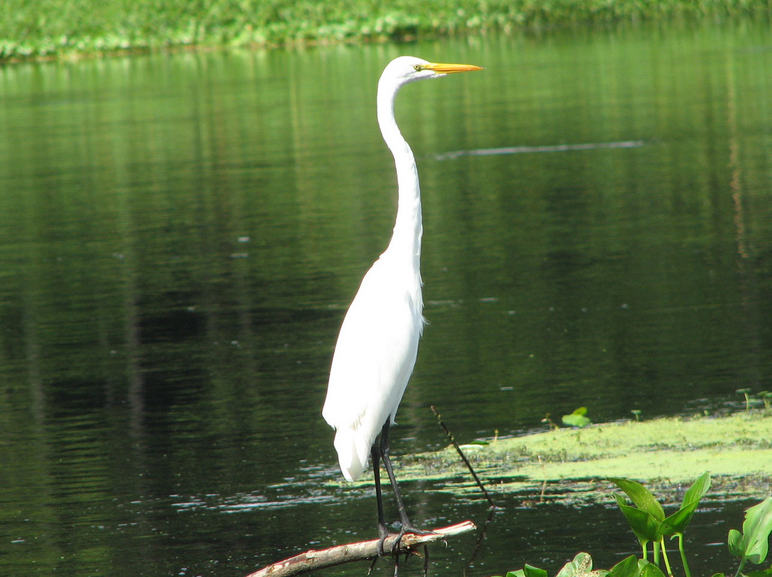 Lake Panasoffkee, FL: Withlacoochee River Lake Panasoffkee, Fl