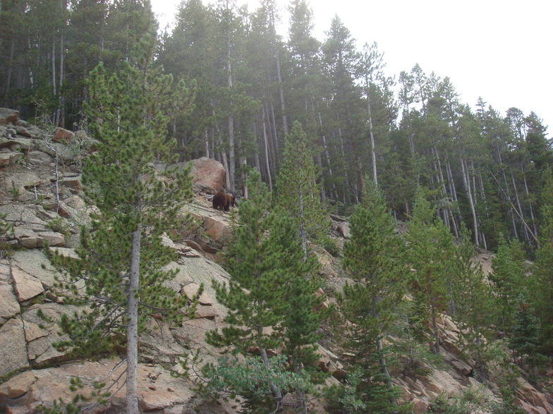 Estes Park, CO: A bear I saw in Rocky Mountain National Park