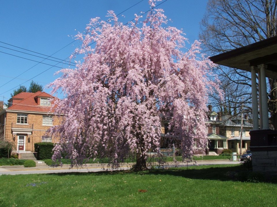 Charleston, WV: Virginia Street at Ruffner Avenue. Spring