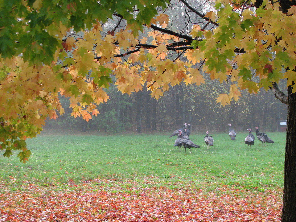 Powers, MI: Wild turkeys roaming the village of Powers-Spalding, MI