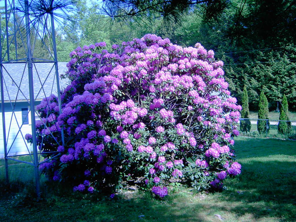 Biglerville, PA: Rhododendron