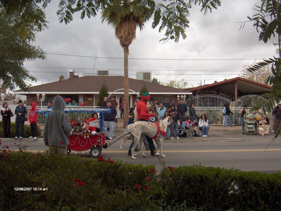 Perris, CA: Christmas Parade - Two Great Danes with antlers