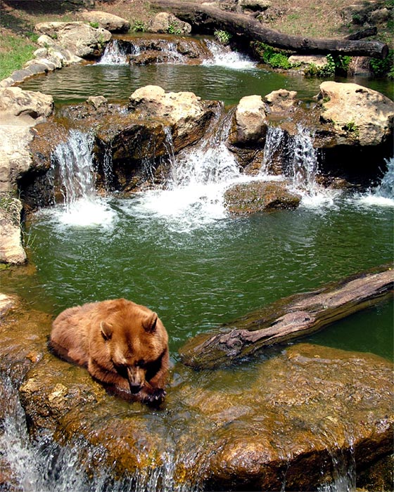 Montgomery, AL: Bear at the Montgomery Zoo