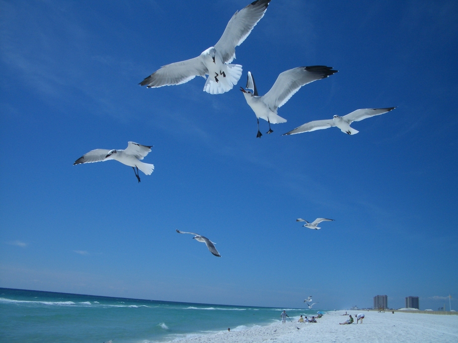 Gulf Breeze, FL: Florida Seagulls