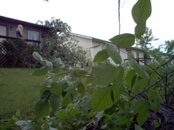 South Point, OH: Fallen Tree in my back yard and my sister