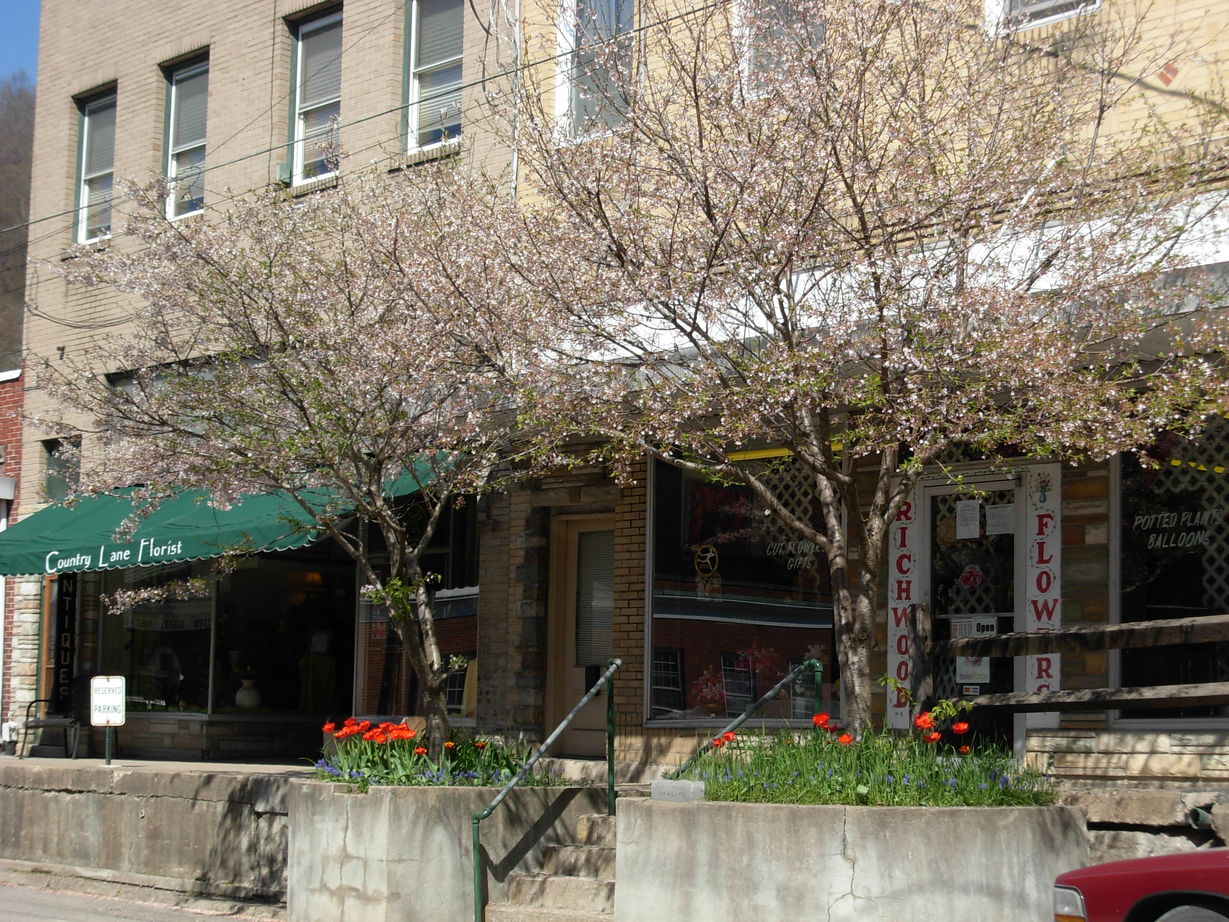 Richwood, WV: Flower shops - Main St.