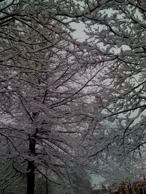 Erie, PA: trees after a snowstorm